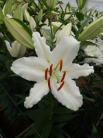 [5286 Ice Dancer No01.JPG]